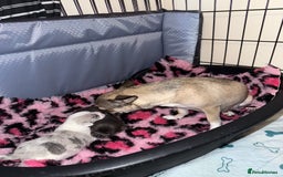 Chihuahua dogs for sale: ONE MALE LEFT READY FROM 3rd September - Image 11