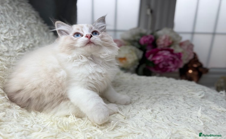 Ragdoll cats - Advert 14