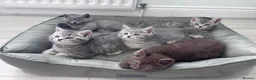 Scottish Fold cats for sale: British shorthair and Scottish straight mix  - Advert 24