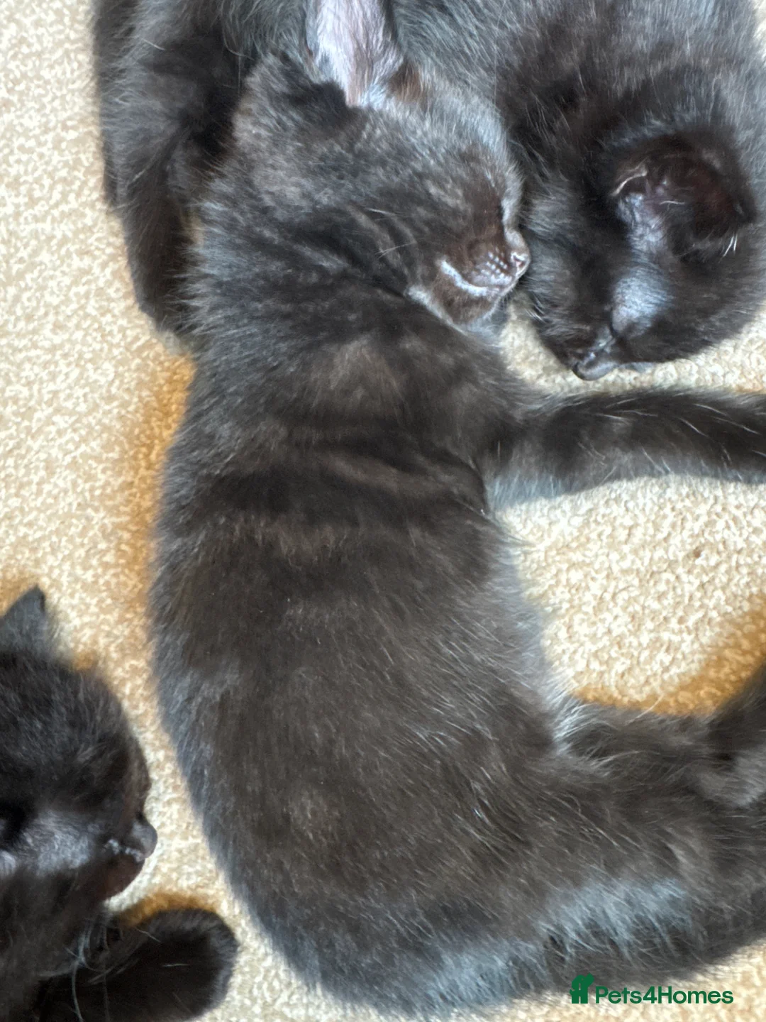 Mixed Breed cats for sale: Ragdoll X Bengal X Mainecoon mix kittens - Advert 2
