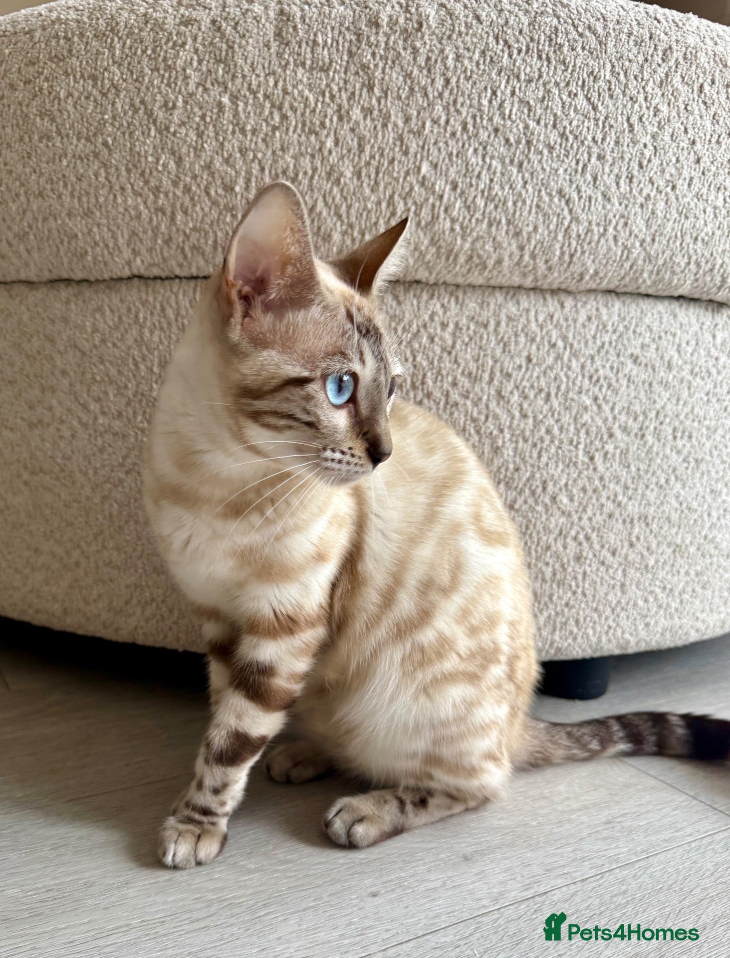 Bengal cats 🐯💕💙 beautiful rosette bengal kittens 💕💙🐯 - Advert 2