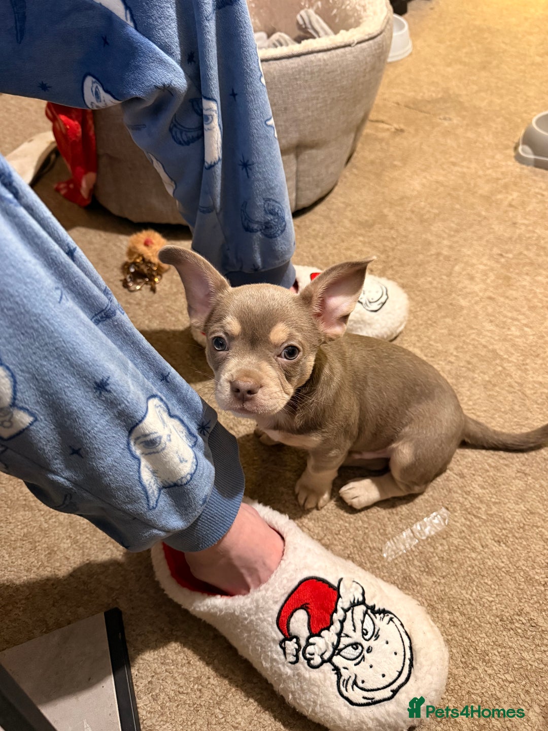Mixed Breed dogs for sale: French bulldog x chihuahua  - Advert 2