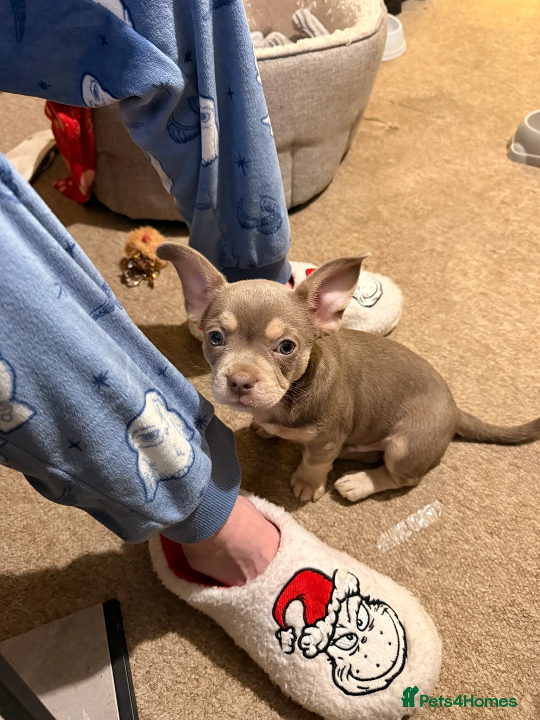 Mixed Breed dogs for sale: French bulldog x chihuahua  - Advert 2