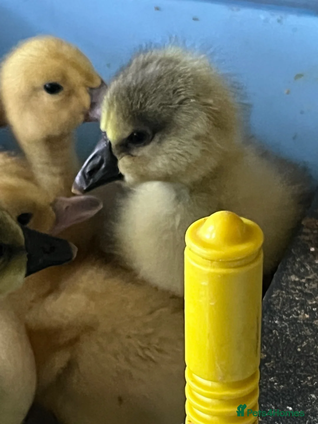 Geese poultry for sale: Chinese Goslings in Bolton  - Advert 2