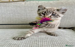 Savannah cats for sale: Awesome snow leopard Keetso male  - Image 13