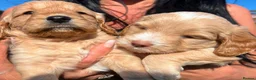 Cockapoo dogs for sale: Stunning cockapoo puppies in Beccles - Advert 8