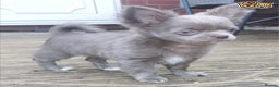 Chihuahua dogs for stud: Lilac and tan Russian import stud dog DNA tested in Rotherham - Advert 21