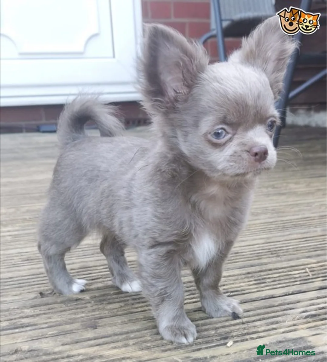 Chihuahua dogs for stud: Lilac and tan Russian import stud dog DNA tested in Rotherham - Advert 21