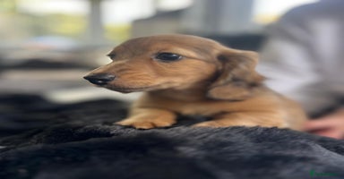 Dachshund dogs - Advert 8