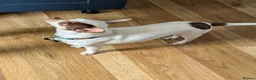 Chihuahua dogs for sale: Apple Head Chihuahua - Advert 2