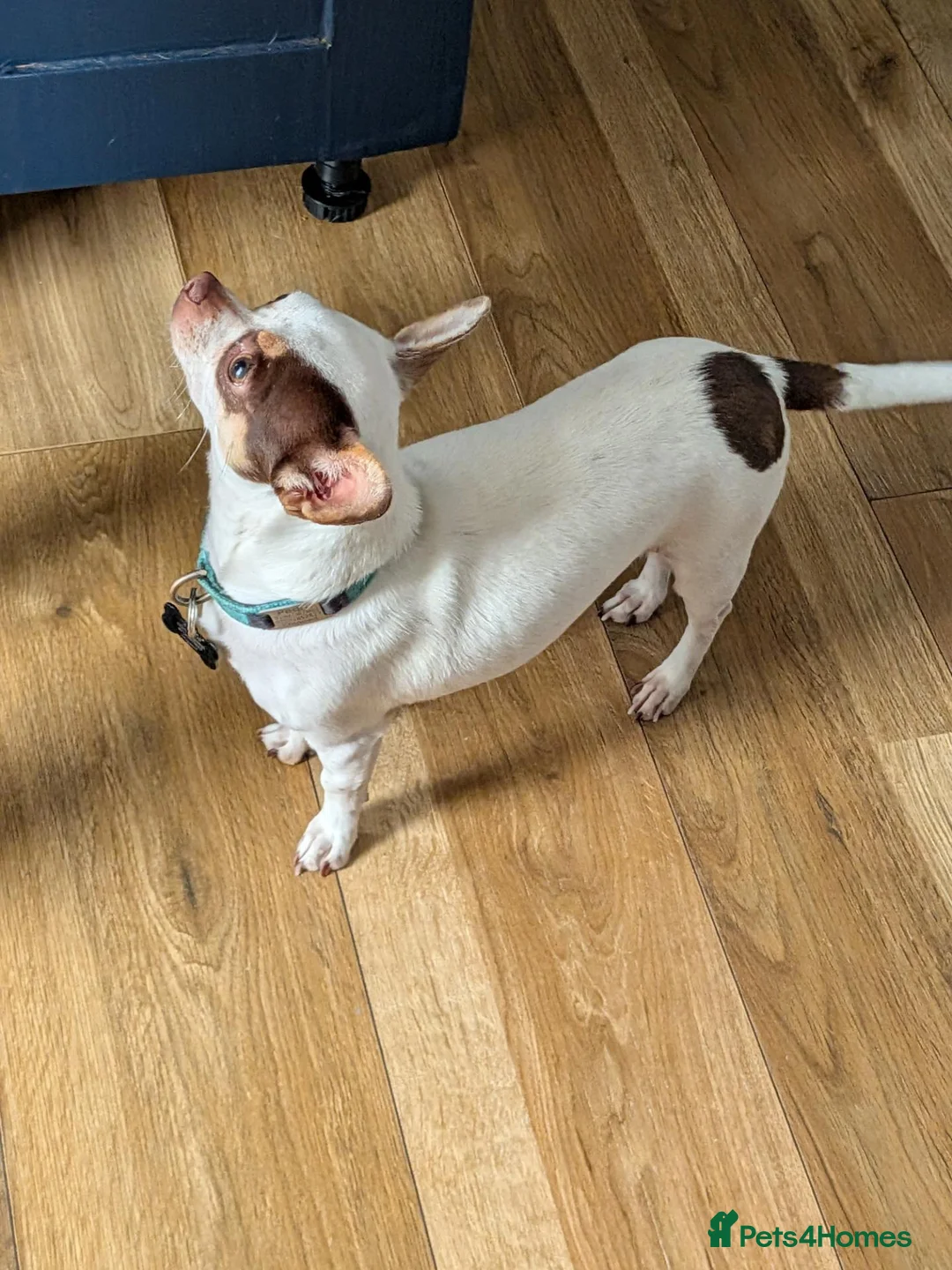 Chihuahua dogs for sale: Apple Head Chihuahua - Advert 2