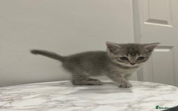 British Shorthair cats for sale: British Shorthair Cross Kitten  - Image 3
