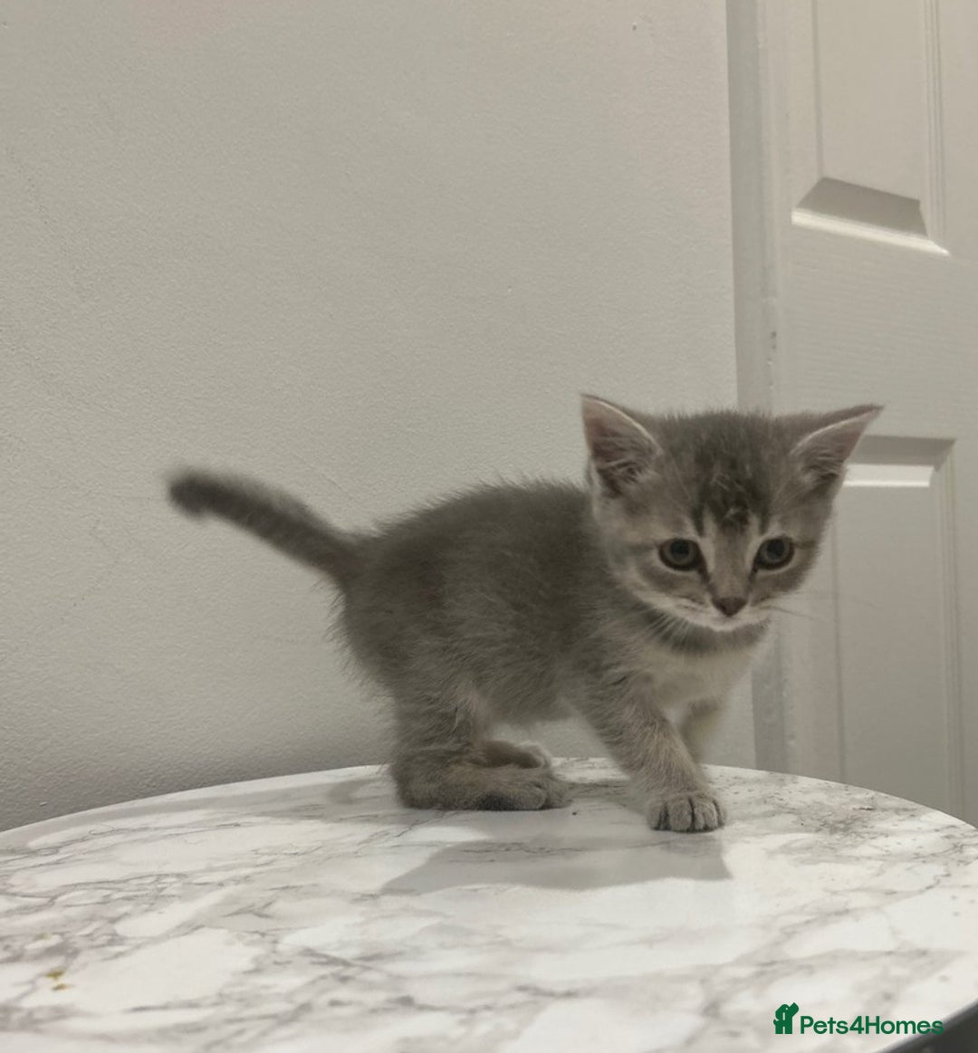 British Shorthair cats for sale: British Shorthair Cross Kitten  - Image 3