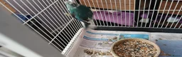 Parakeets birds for sale: 1 pair of kakarikis  - Advert 4