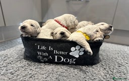 Golden Retriever dogs for sale: Cream Golden Retriever Puppies  - Image 8