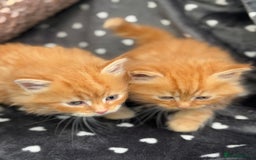 Ragdoll cats for sale: Beautiful Ragdoll cross kittens  - Image 13