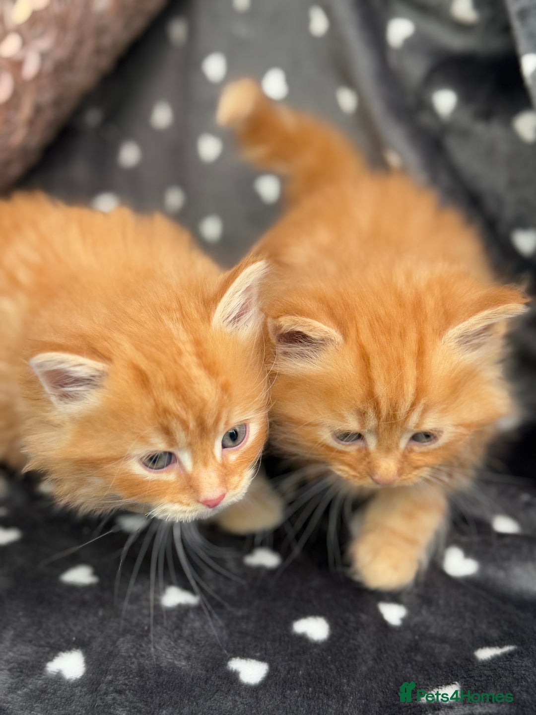 Ragdoll cats for sale: Beautiful Ragdoll cross kittens  - Image 13