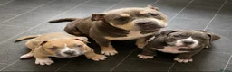 American Bully dogs for sale: Stunning chunky micro pocket Bullies  - Advert 1