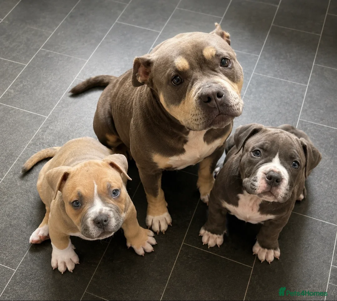 American Bully dogs for sale: Stunning chunky micro pocket Bullies  - Advert 1