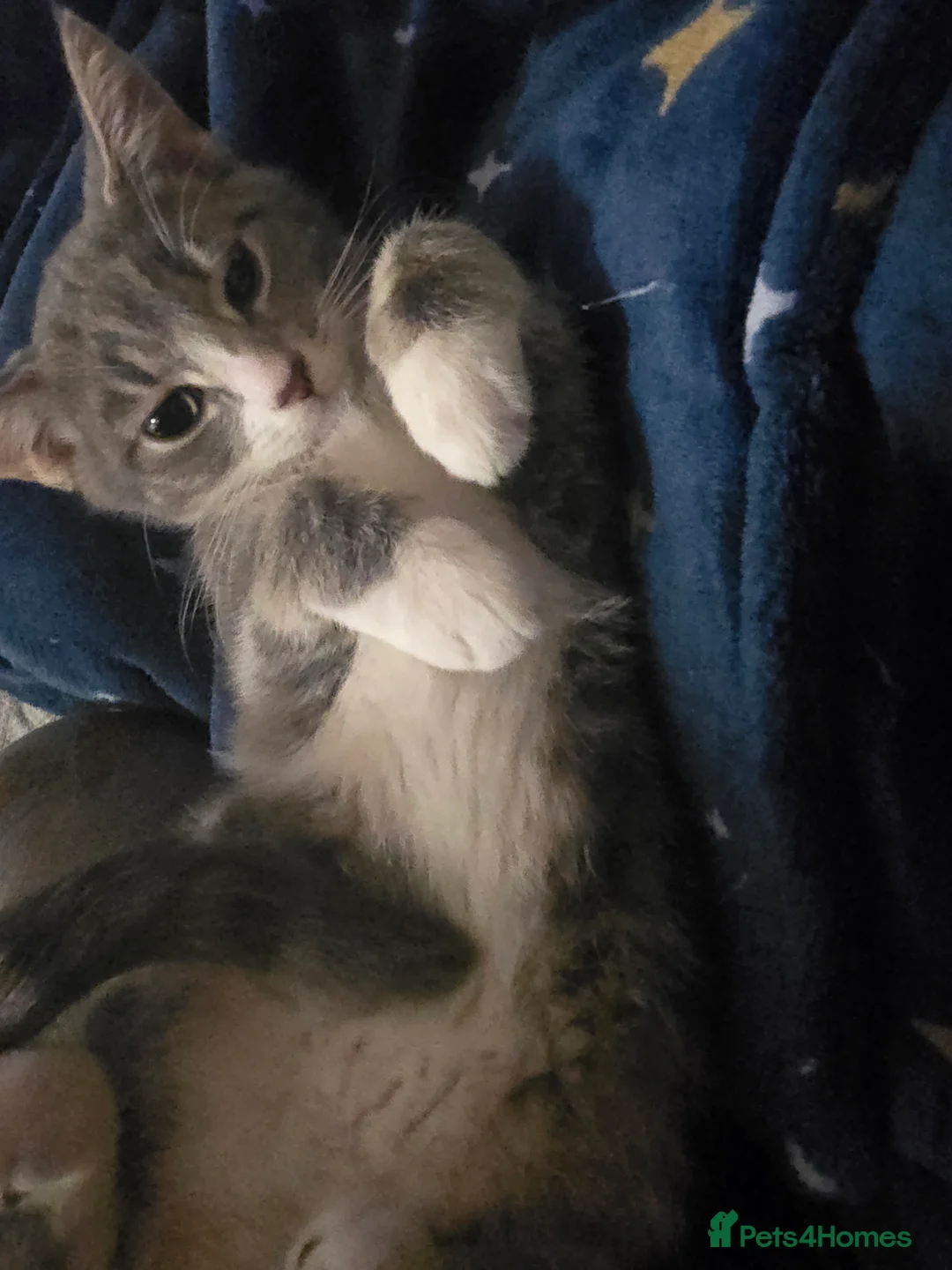 Mixed Breed cats for sale: 2 adorable kittens for sale £50 ONO - Advert 23