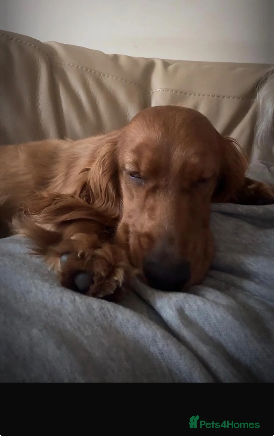 Cocker Spaniel dogs for sale: 1year old working cocker spaniel needs loving home in Newport - Advert 4