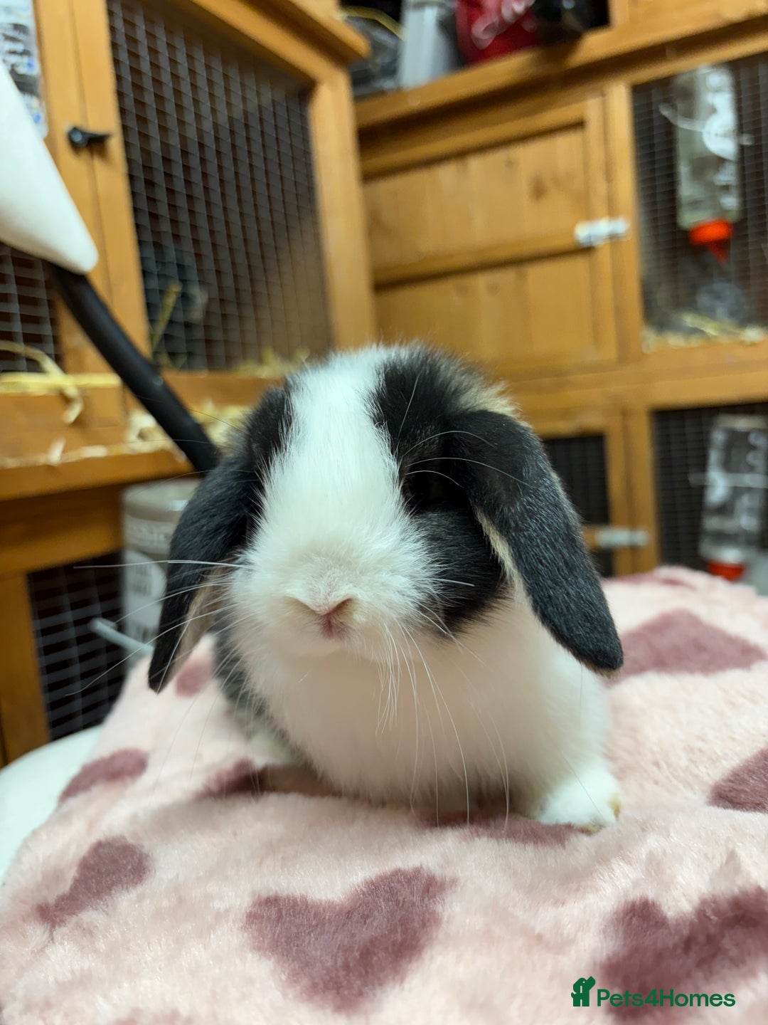 Dwarf Lop rabbits for sale: Stunning friendly dwarf lops  - Image 10