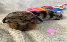 Miniature Dachshund dogs for sale: Miniature Dachshund Smooth Puppies KC Reg - Image 2