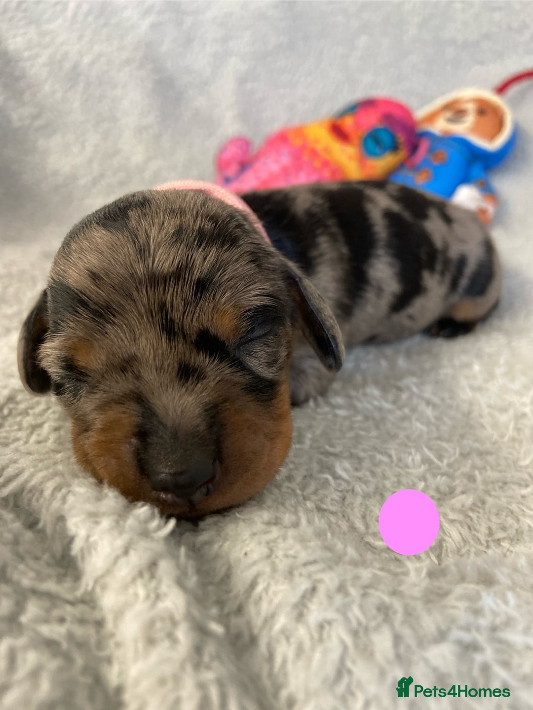 Miniature Dachshund dogs for sale: Miniature Dachshund Smooth Puppies KC Reg - Image 2