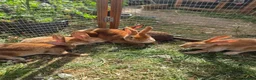 Rex rabbits for sale: Mini rex  - Advert 16