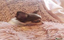 Chihuahua dogs for sale: Tri coloured longcoat apple head - Image 16