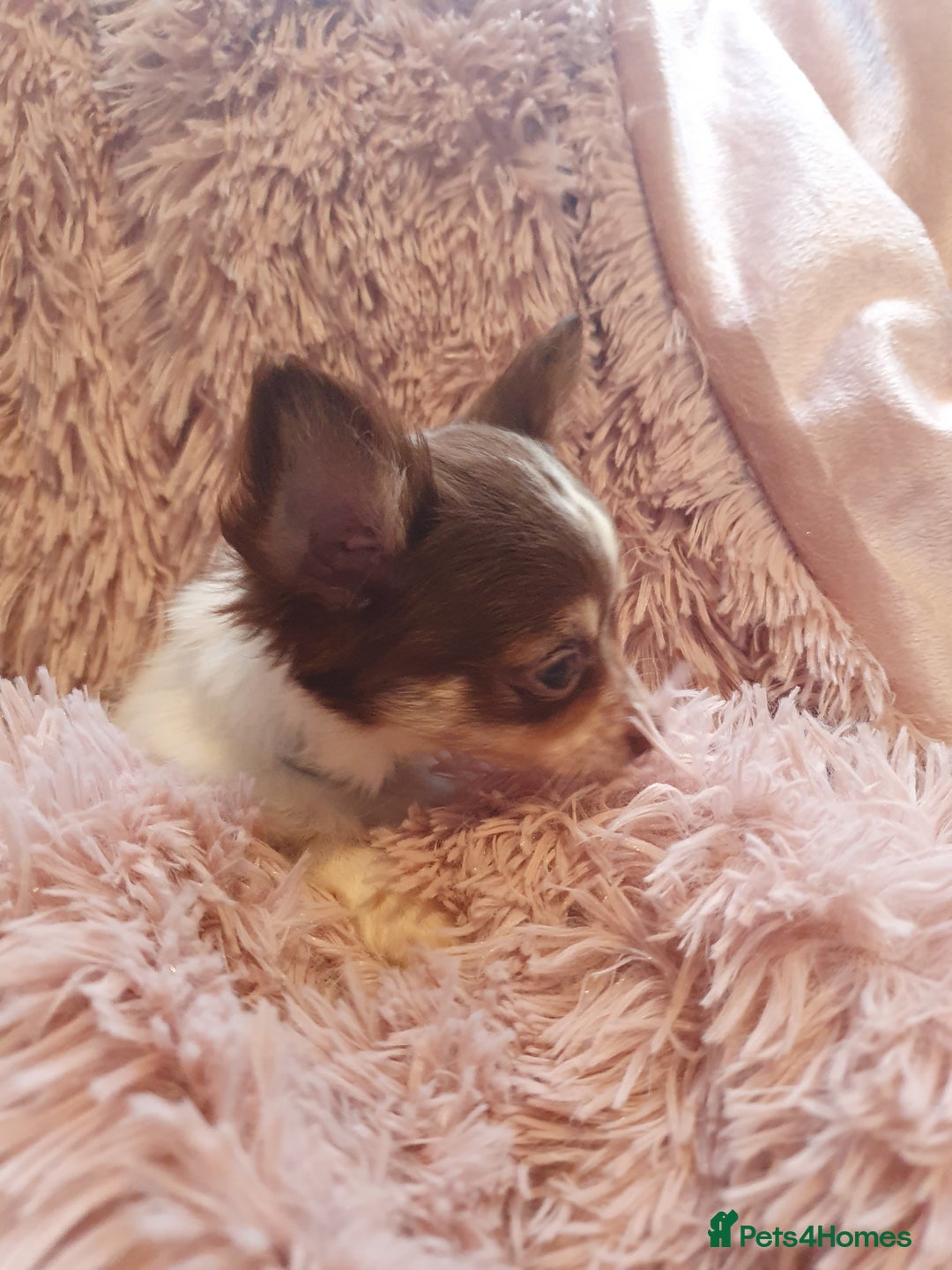 Chihuahua dogs for sale: Tri coloured longcoat apple head - Image 16