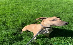 Mixed Breed dogs for sale: 2 x 9 month Lurcher x bullmastiff  - Image 8