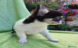 Chihuahua dogs for sale: Amazing Quality Long Coat Chihuahua puppies - Image 11