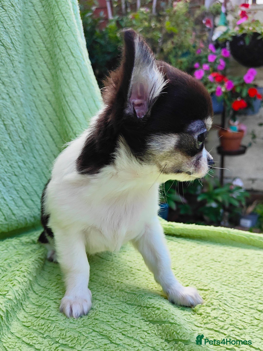Chihuahua dogs for sale: Amazing Quality Long Coat Chihuahua puppies - Image 11