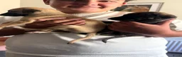 Whippet dogs for sale: Pure WHIPPET PUPPIES - Advert 13