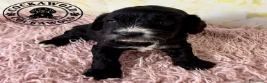 Black & White Cockapoo PABLO