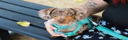 Dachshund dogs for sale: Male neutered dachshund  in Lee-on-the-Solent - Advert 11
