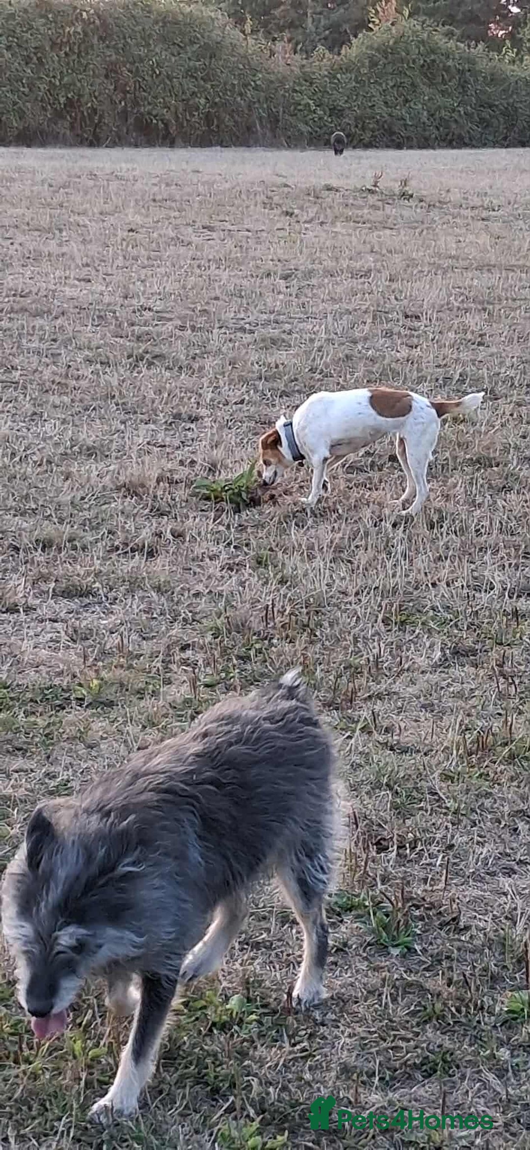 Jack Russell dogs for adoption: Lovely Pepper  - Image 9