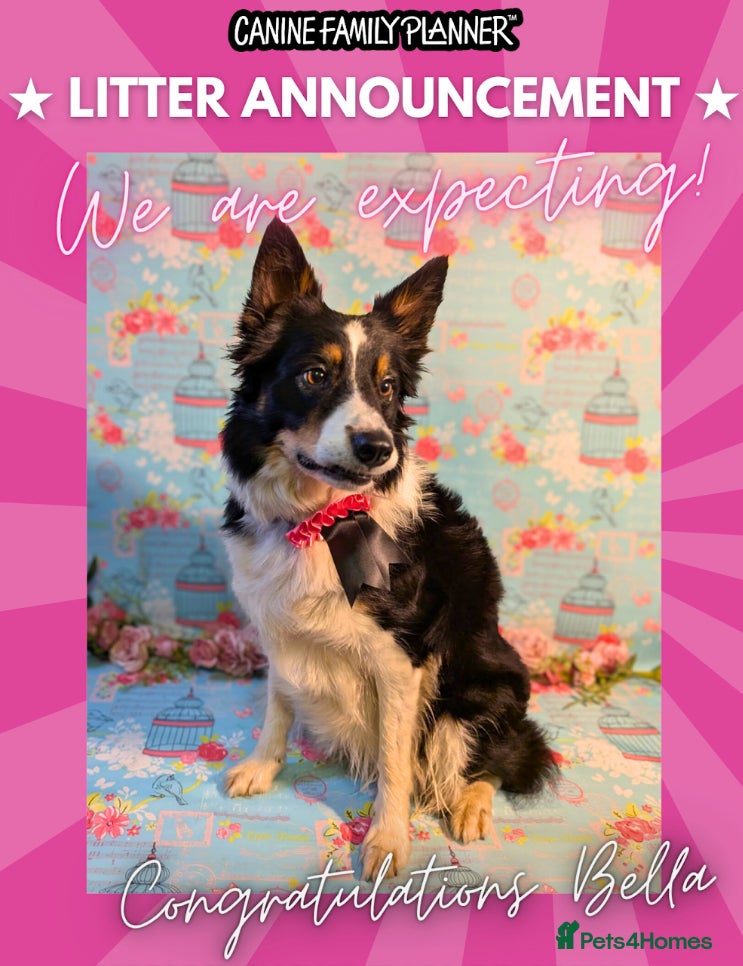 Border Collie dogs Litter Announcement-5 Tri Border Collie puppies   - Advert 4