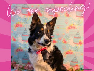 Border Collie dogs Litter Announcement-5 Tri Border Collie puppies - Advert 2