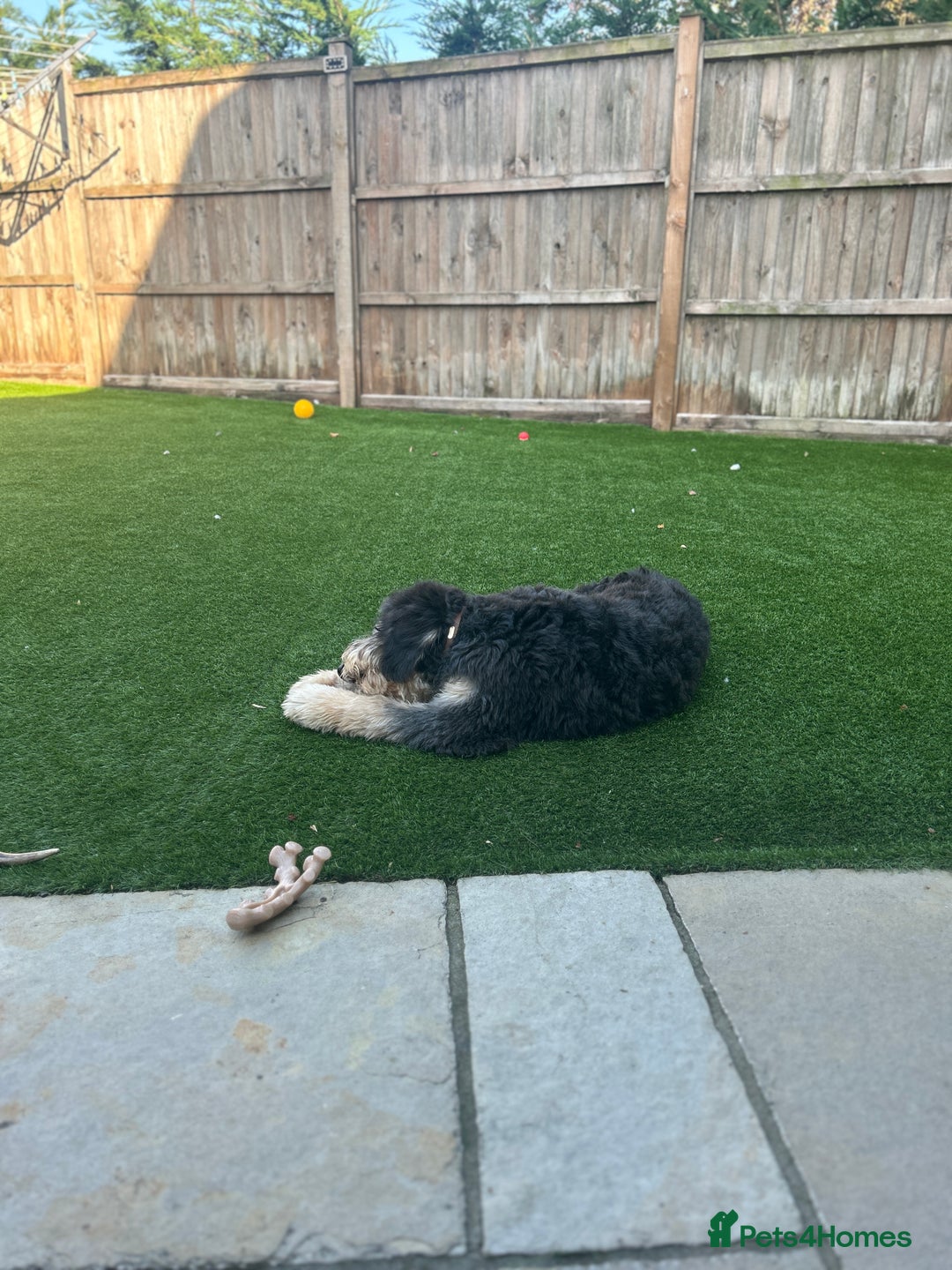 Bernedoodle dogs for sale: Bernedoodle puppy for sale  - Image 5
