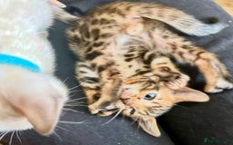 Bengal cats for sale: 6 Gorgeous Bengals kittens ready for reservation  - Image 10