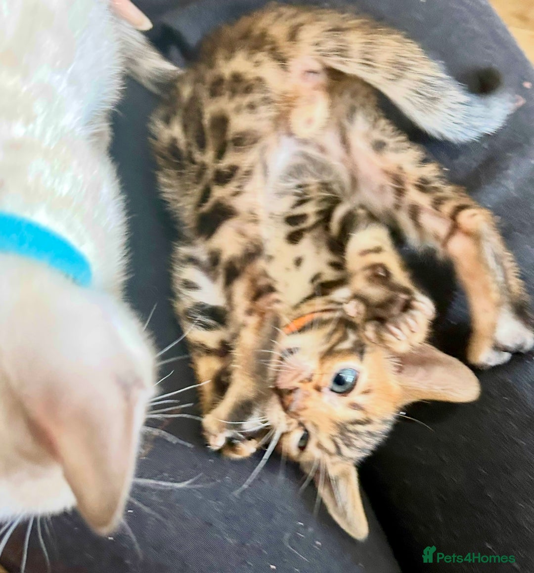Bengal cats for sale: 6 Gorgeous Bengals kittens ready for reservation  - Image 10