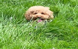 Toy Poodle dogs for stud: RED TOY POODLE KC REGISTERED PROVEN STUD in Derby - Image 14