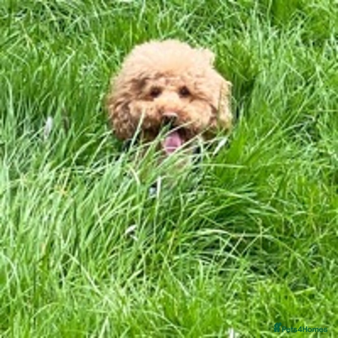 Toy Poodle dogs for stud: RED TOY POODLE KC REGISTERED PROVEN STUD in Derby - Image 14