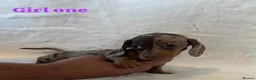 Miniature Dachshund dogs for sale: Stunning miniature dachshund puppies  in Sittingbourne - Advert 8