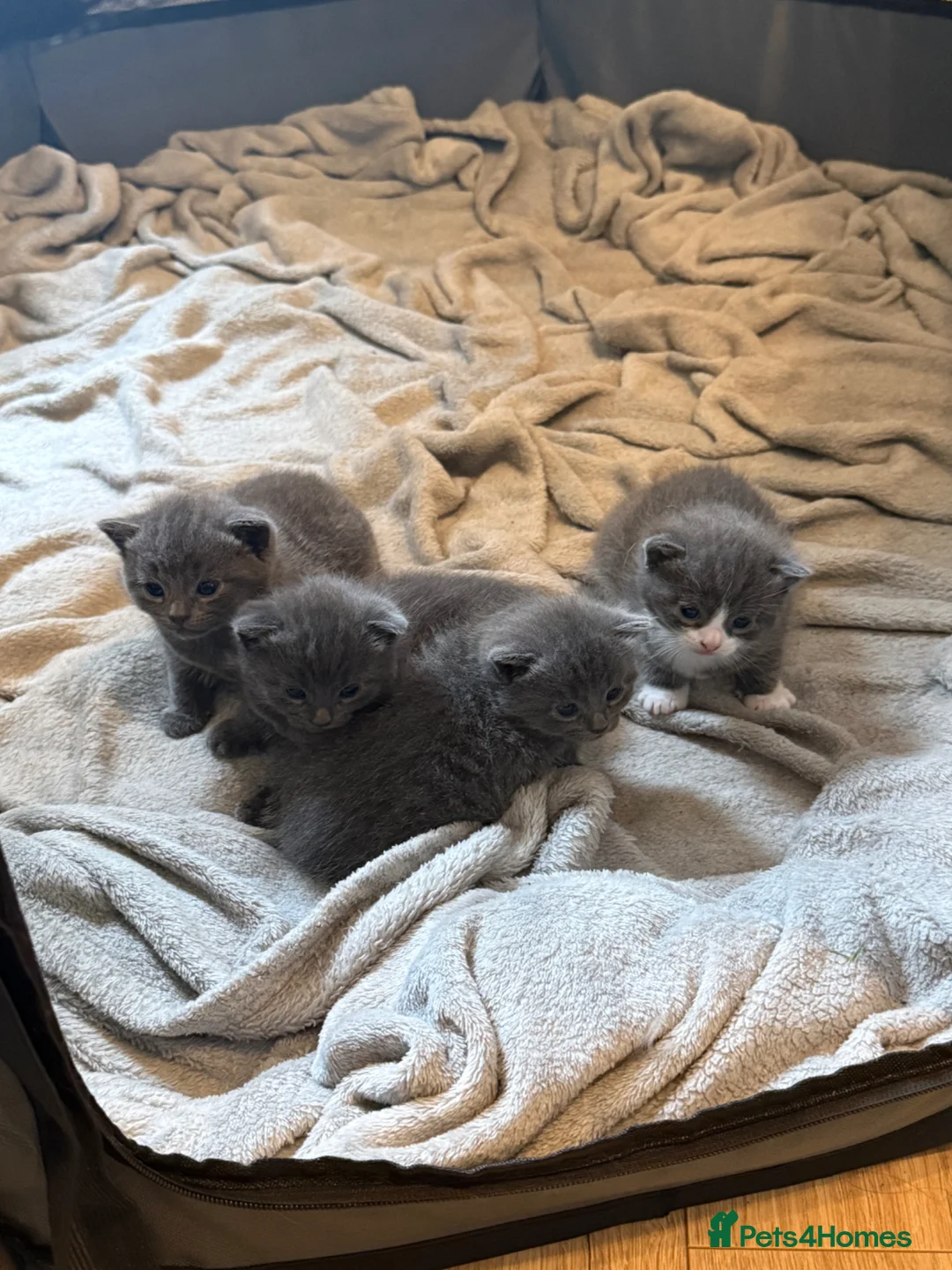 British Shorthair cats for sale: British shorthair for sale  in Barnet - Advert 2