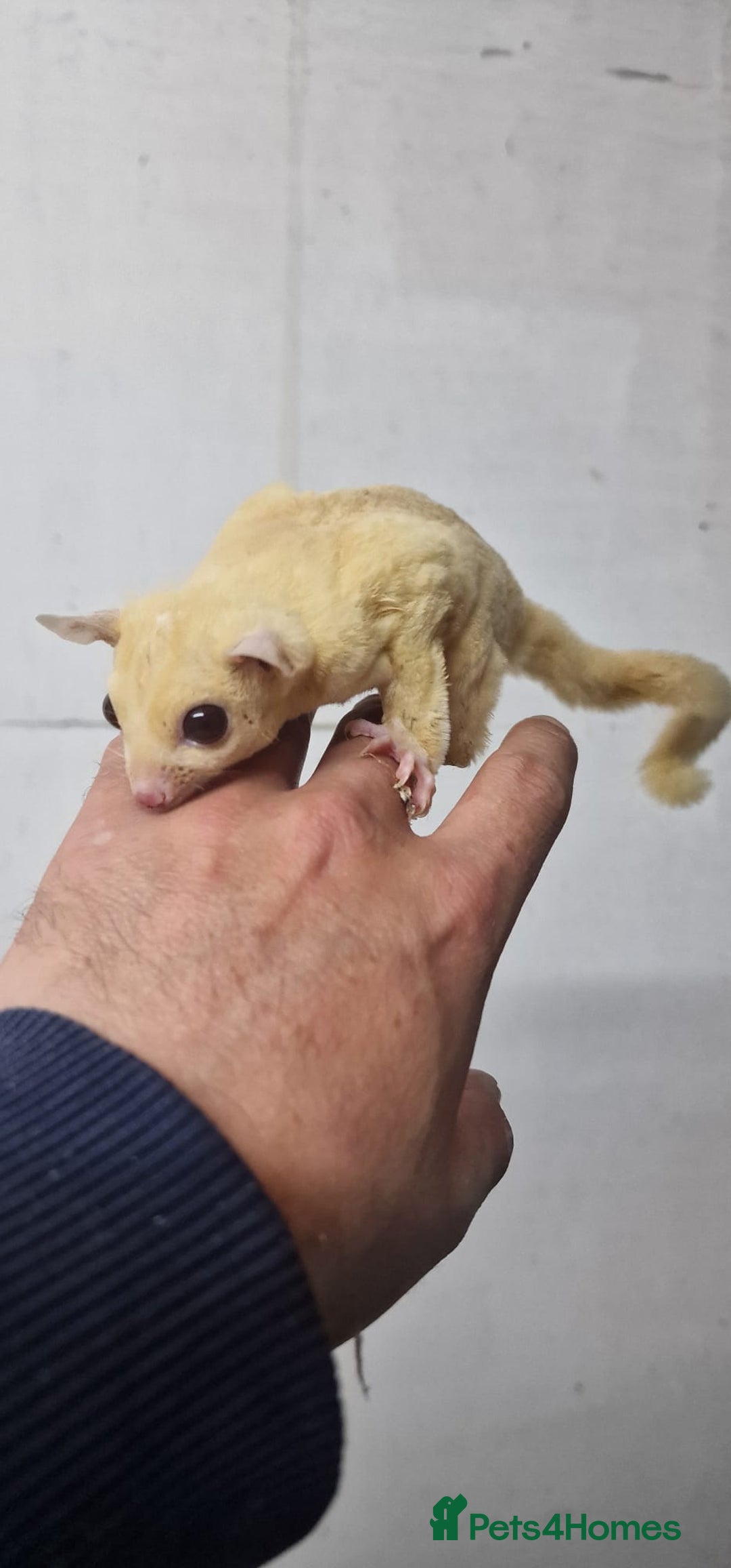 Sugar Glider rodents for sale: 2 leu ruby very rare colour couple  - Image 5