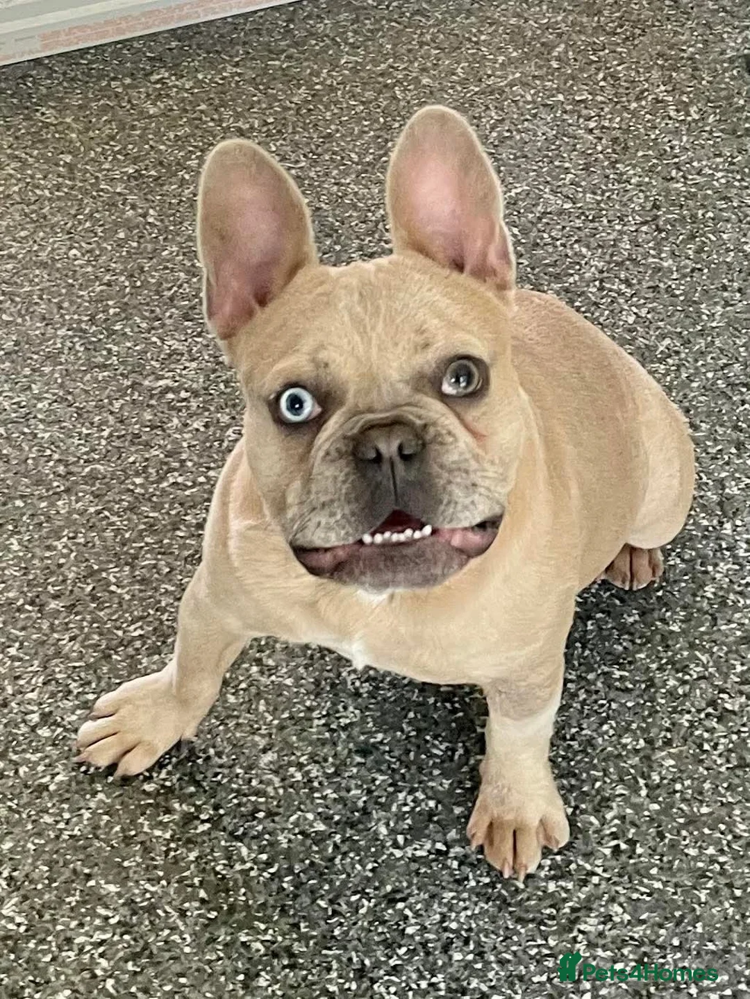 French Bulldog dogs for sale: French Bulldog Mearle  - Advert 2