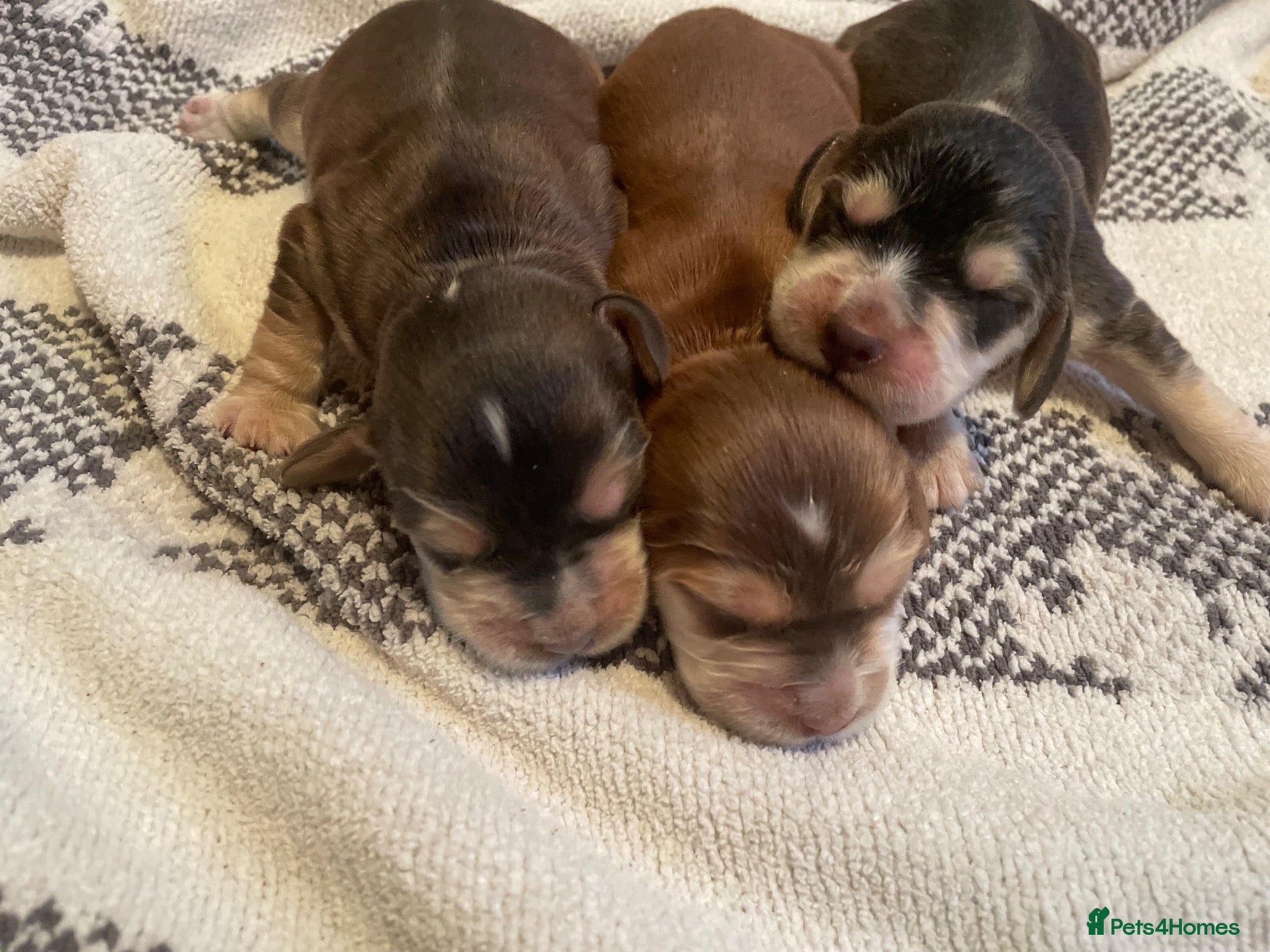 Cocker Spaniel dogs ⭐️Adorable Show Cocker Spaniel Puppies⭐️ - Advert 6